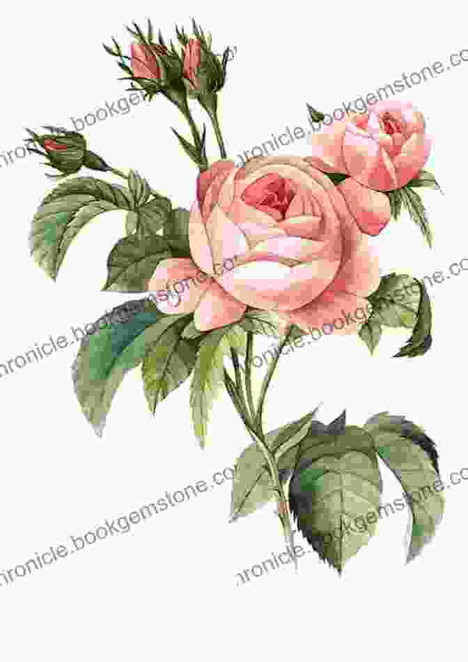 A Detailed Botanical Illustration Of A Rose, With Intricate Petals And Thorns. Treasury Of Flower Designs For Artists Embroiderers And Craftsmen (Dover Pictorial Archive)