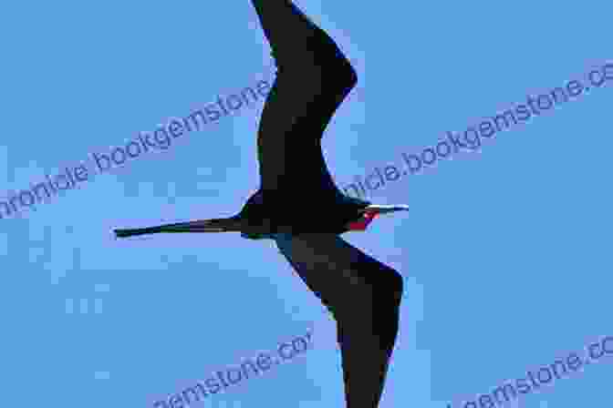 A Frigatebird Soaring High Above The Coastline Of Grenada, Its Graceful Flight And Impressive Wingspan Adding An Element Of Awe To The Island's Marine Landscapes. AVITOPIA Birds Of Grenada