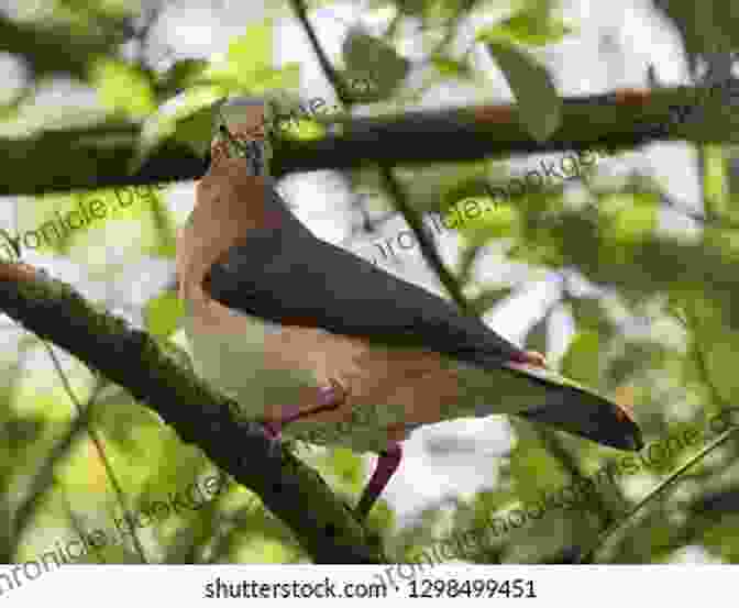 A Grenada Dove Perched On A Branch, Its Soft Plumage And Gentle Expression Capturing Its Peaceful Nature. AVITOPIA Birds Of Grenada