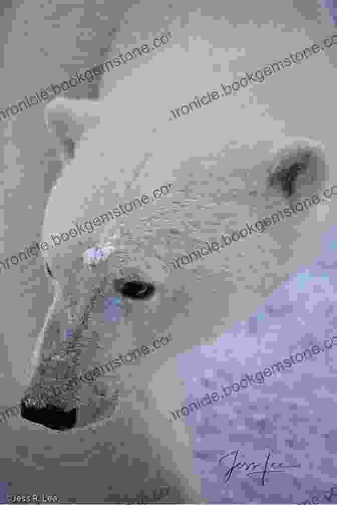A Majestic Polar Bear, Symbol Of The High North's Arctic Wilderness. Green Ice: Tourism Ecologies In The European High North