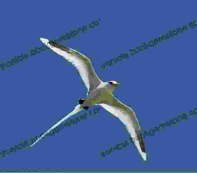 A Majestic White Tailed Tropicbird Glides Over The Azure Waters Of Aitutaki Lagoon, Its Long Tail Feathers Trailing Behind. AVITOPIA Birds Of The Cook Islands