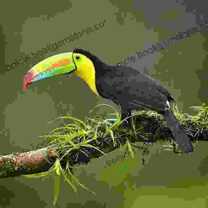 A Rainbow Crested Toucanet Perching On A Branch In The Costa Rican Rainforest AVITOPIA Birds Of Costa Rica