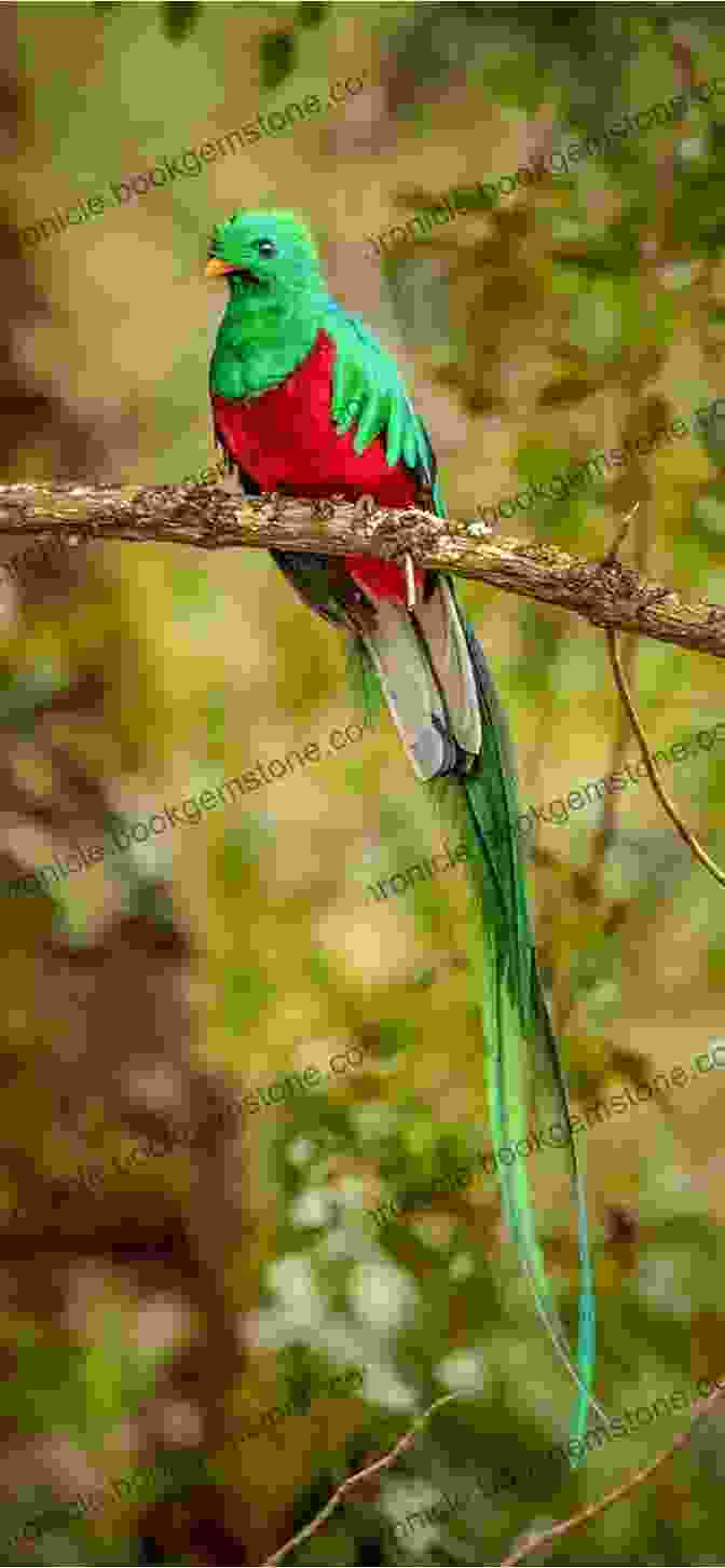 A Resplendent Quetzal AVITOPIA Birds Of El Salvador