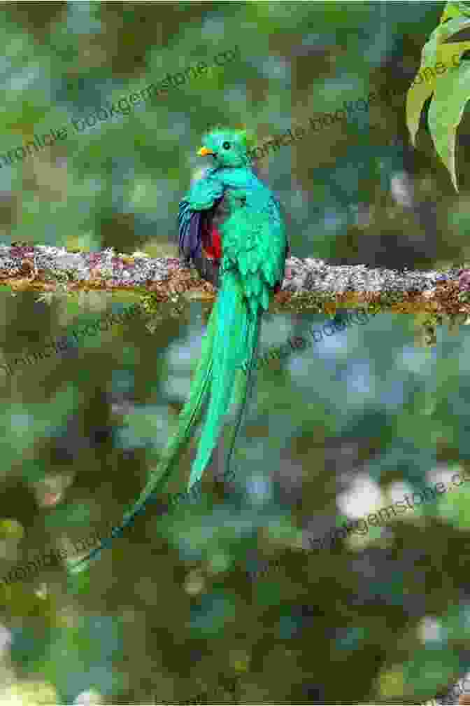 A Resplendent Quetzal Displaying Its Long, Iridescent Tail Feathers In The Costa Rican Rainforest AVITOPIA Birds Of Costa Rica