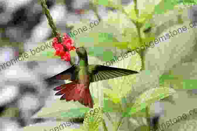 A Rufous Tailed Hummingbird AVITOPIA Birds Of El Salvador