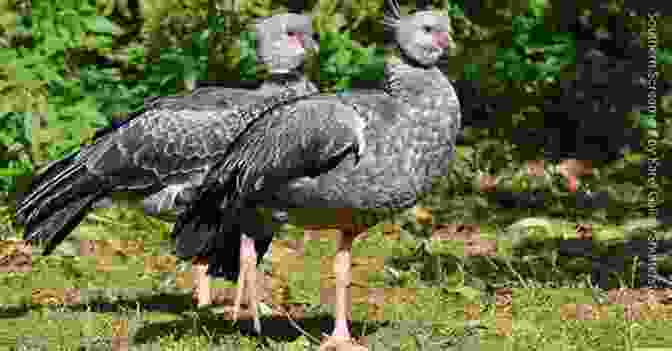 A Southern Screamer Standing In A Marsh AVITOPIA Birds Of Uruguay