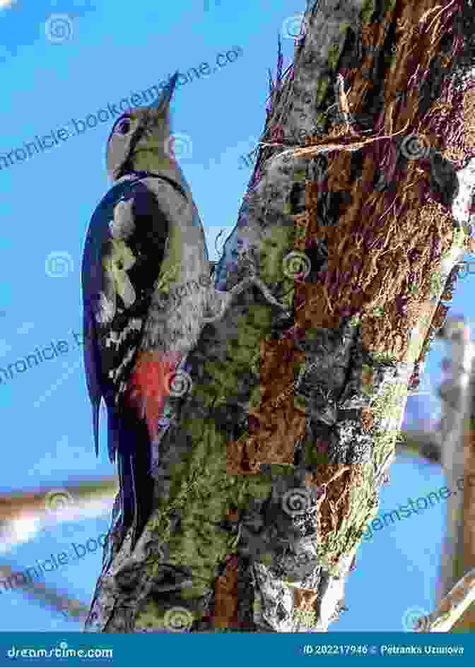 A Vibrant Syrian Woodpecker Perched On A Tree Branch AVITOPIA Birds Of Lebanon