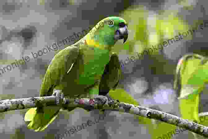 A Yellow Naped Amazon AVITOPIA Birds Of El Salvador