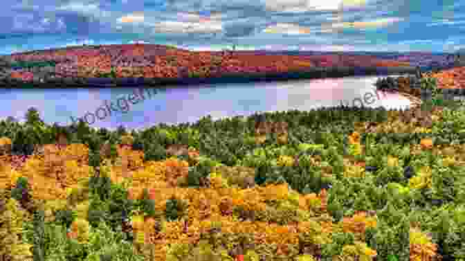 Algonquin Provincial Park Is Located In Central Ontario, About 300 Kilometers North Of Toronto. It Is A Large Park With A Variety Of Habitats, Including Forests, Lakes, And Rivers. Best Places To Bird In Ontario