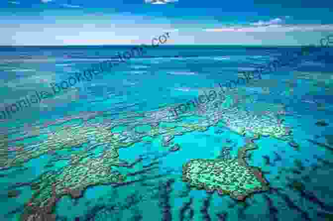 Close Up Of The Great Barrier Reef Astounding Experiences: Places People Things