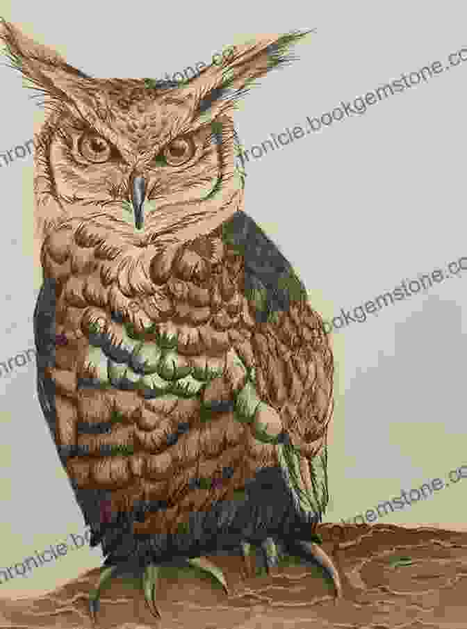 Drawing Of A Wise Owl How To Draw Cute Animals For Kids: Learn To Draw Cute Animals Funny Food And Objects With A Step By Step Guide