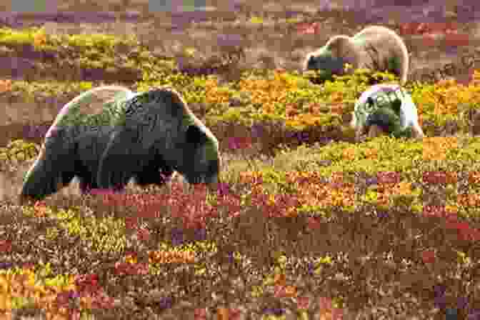 Grizzly Bear Foraging In The Alaskan Wilderness Alaska Sampler 2024 David Marusek
