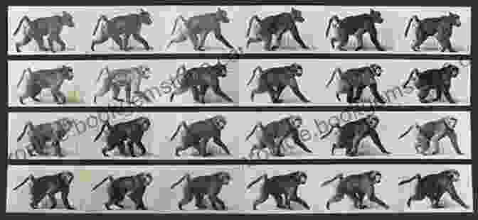 Muybridge's Animal Locomotion Studies Animation Anecdotes: The Hidden History Of Classic American Animation