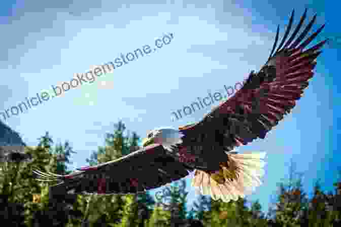 Soaring Bald Eagle, A Majestic Symbol Of Alaskan Freedom Alaska Sampler 2024 David Marusek